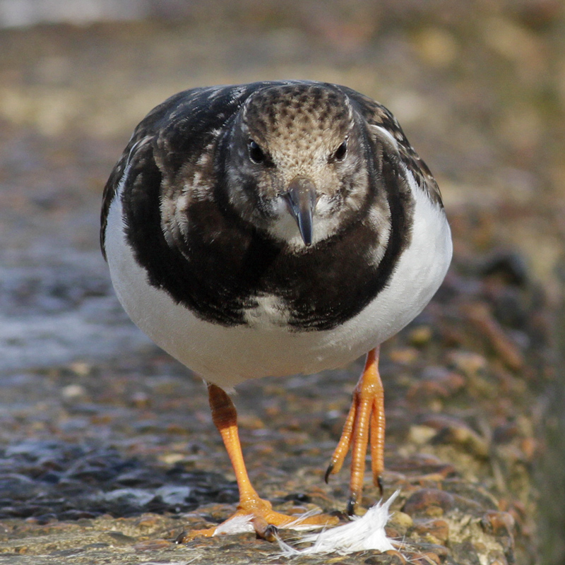 Turnstone