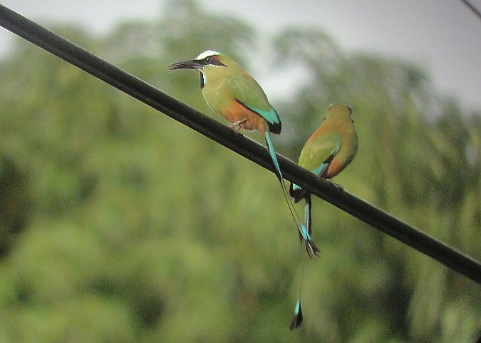 Turquoise-browed Motmot pair