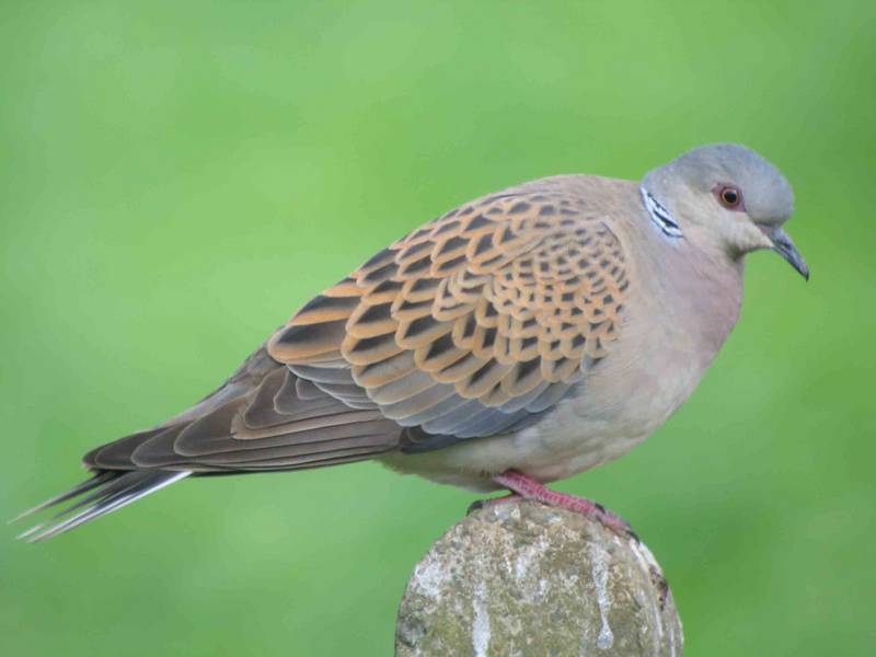 Turtle Dove (European)