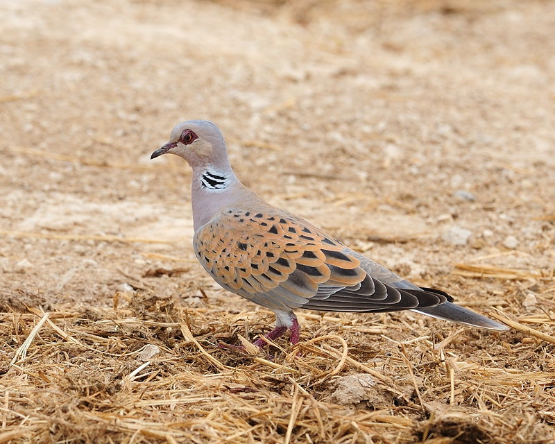 Turtle dove