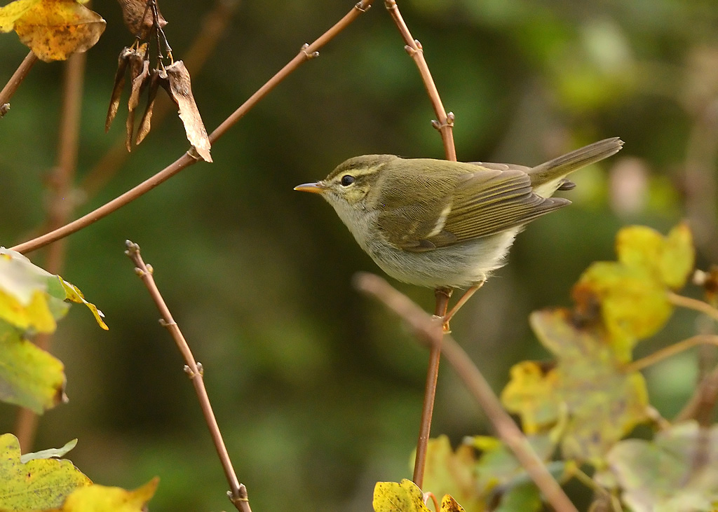 Two-barred Warbler