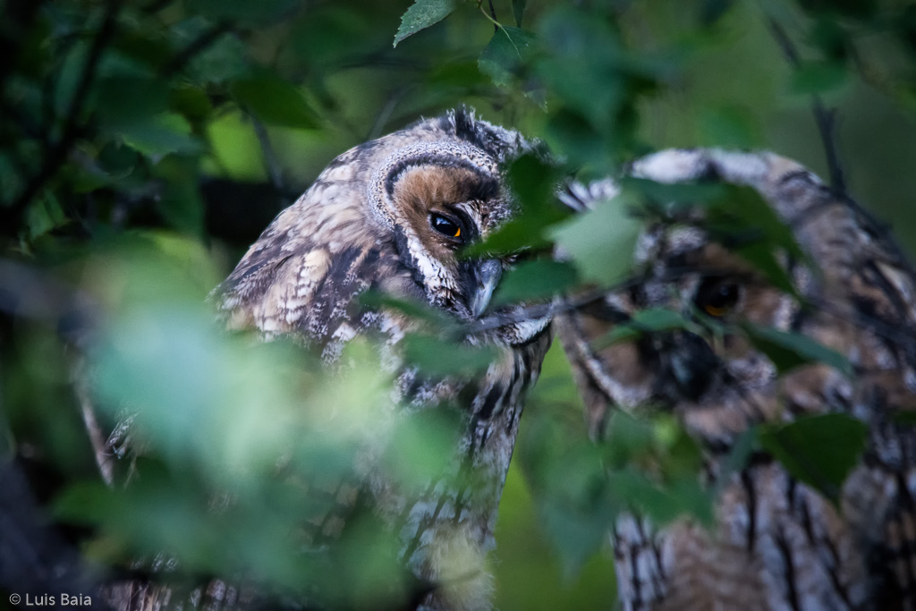 Two Long-Eared Owls on a tree, Helsinki, Finland