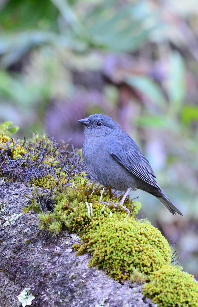 Uniform Finch