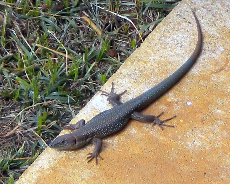 Unknown lizard