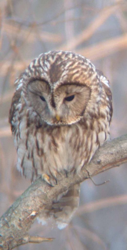 Ural Owl