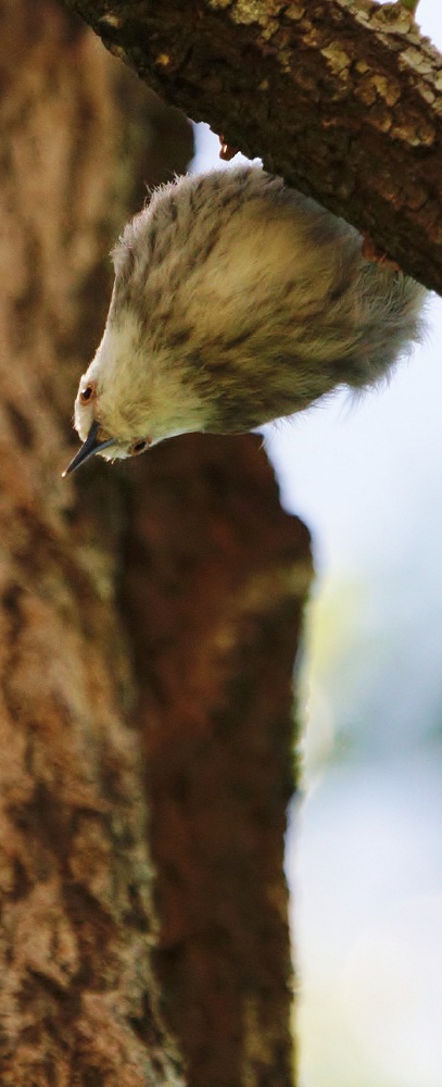 Varied Sitella