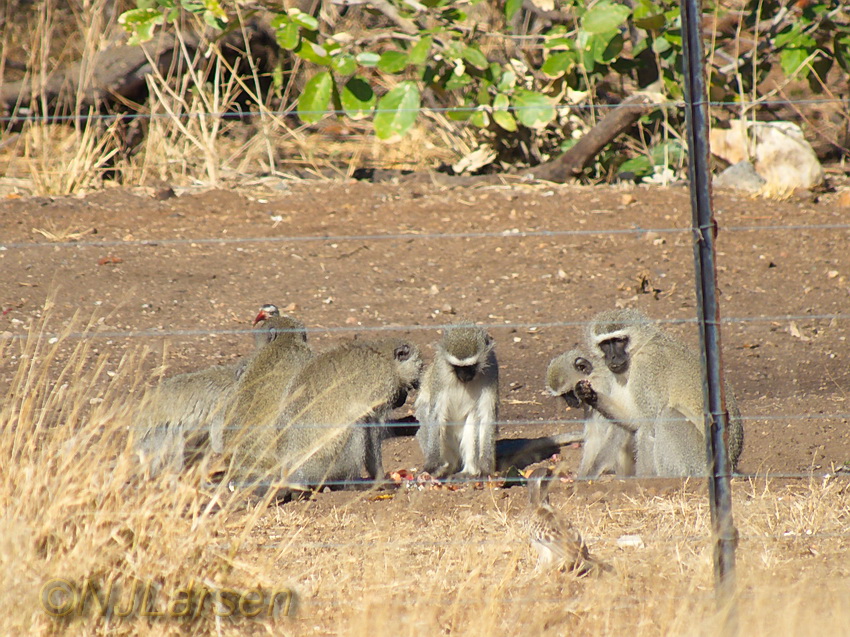 Vervet Pow-wow