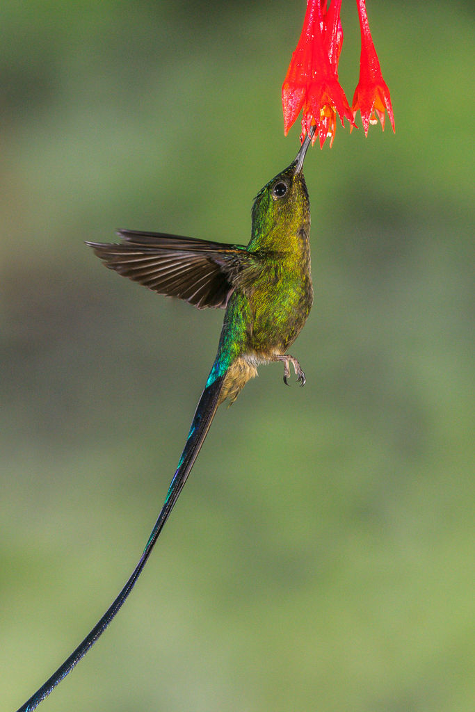 Violet-tailed Sylph