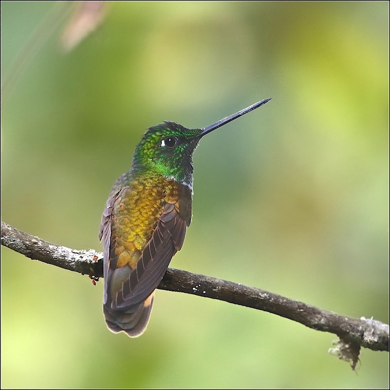 Violet-throated Hummingbird