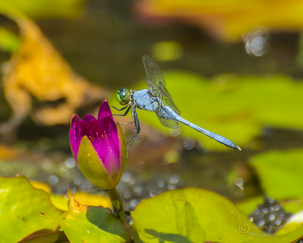 Water Lily and Dragonfly