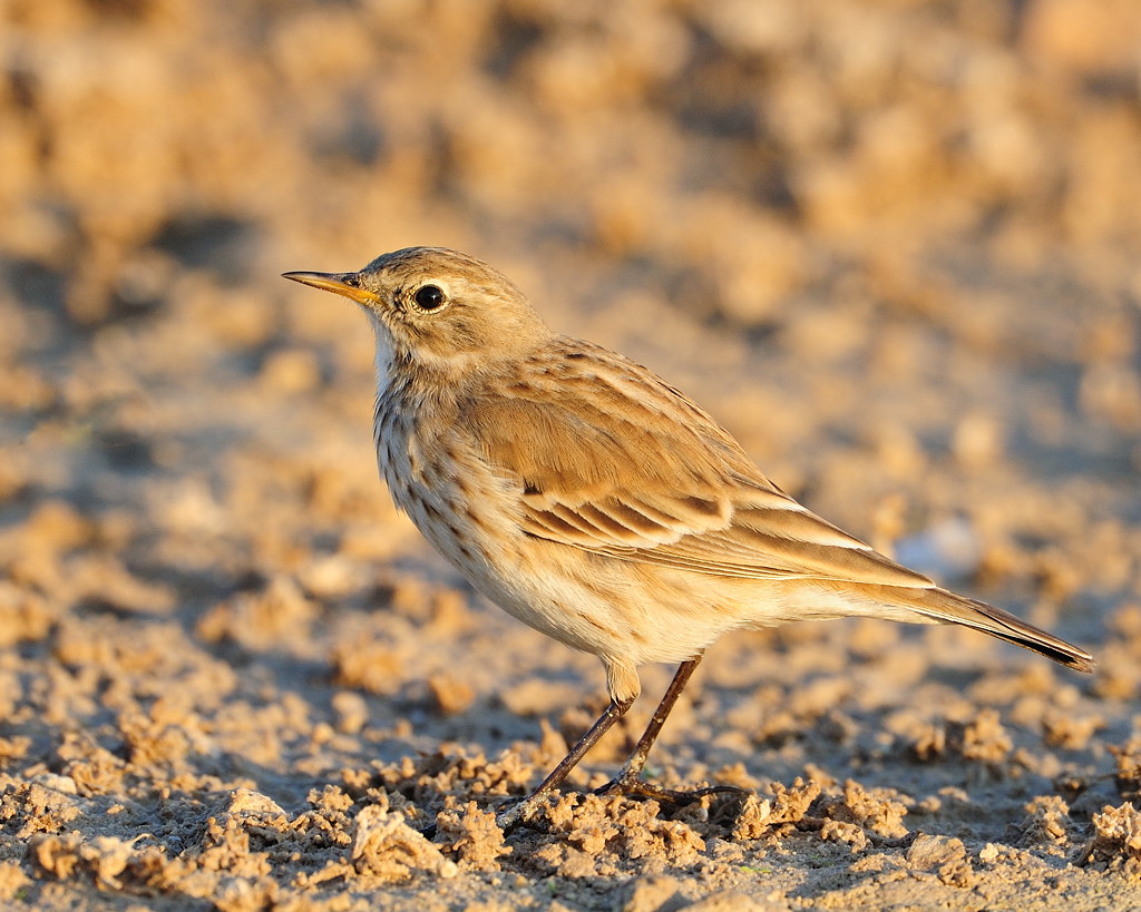 Water pipit