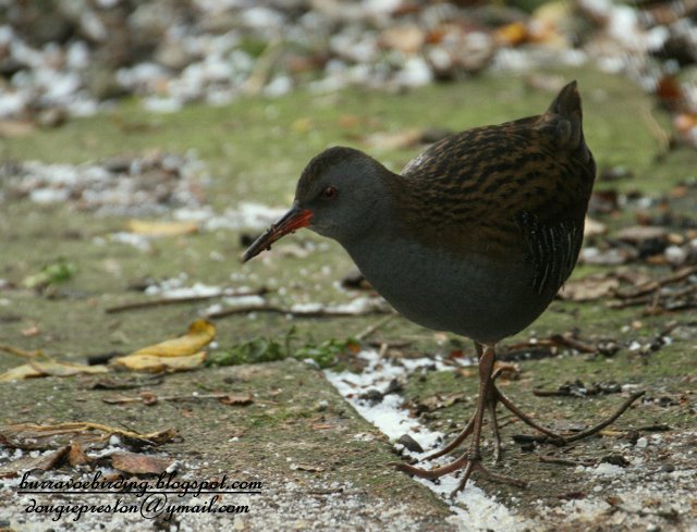 Water Rail