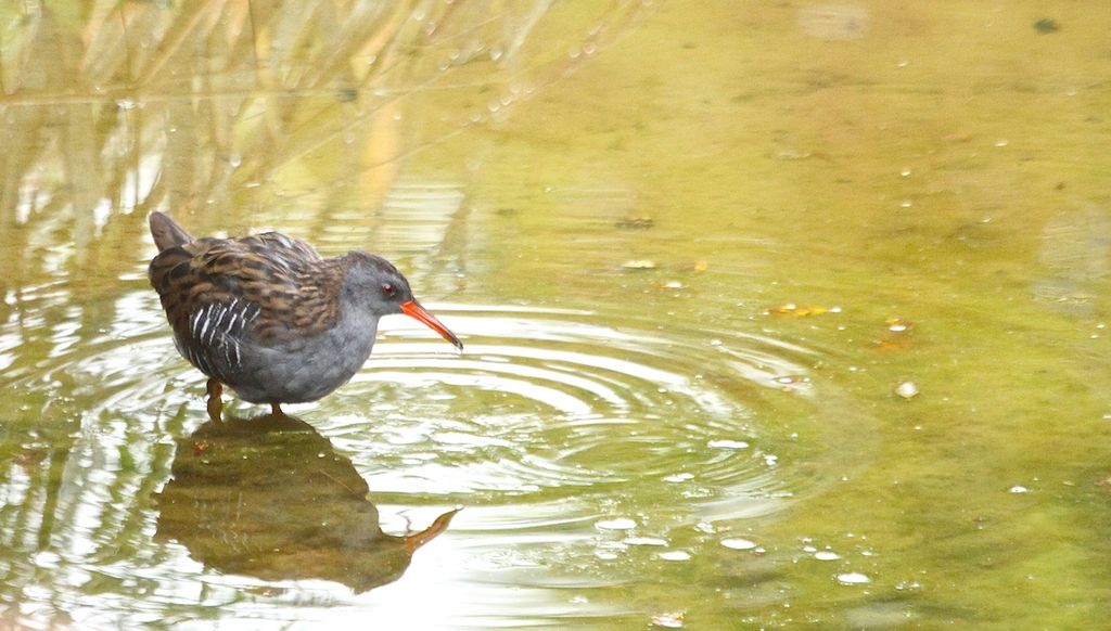 Water Rail