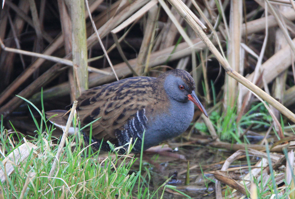 Water Rail