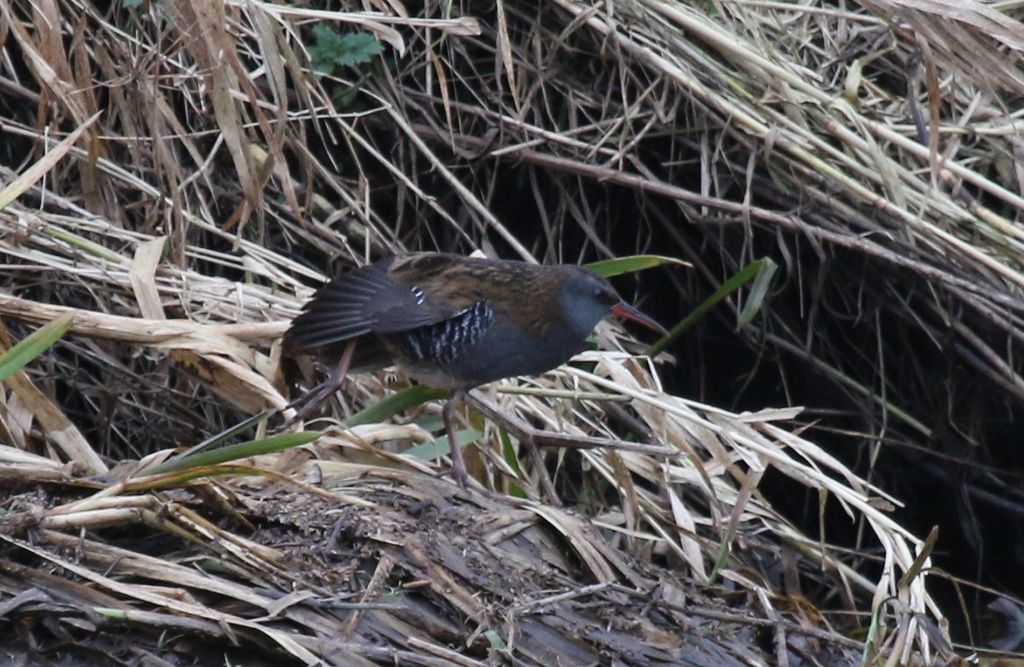 Water Rail