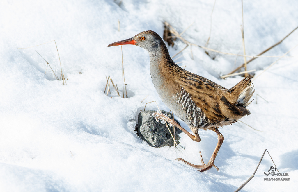 Waterrail