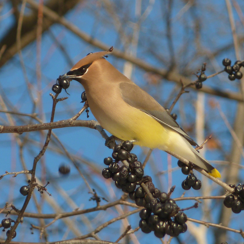 Waxwing Posing