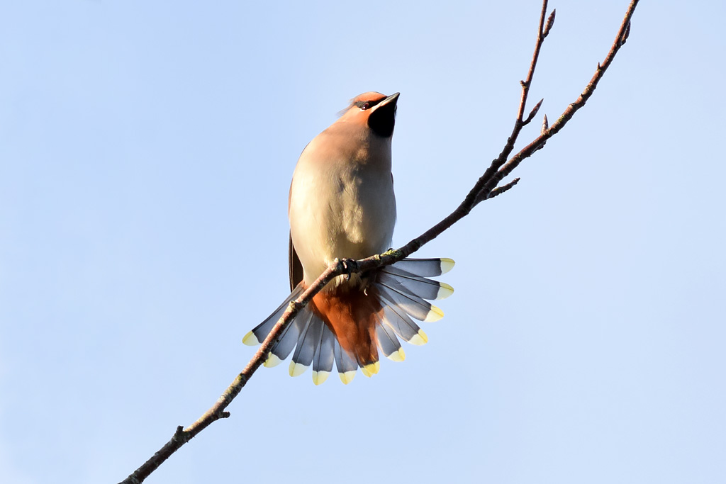 Waxwing tail spread