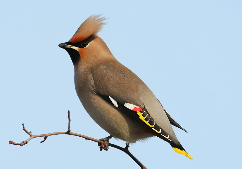 Waxwing