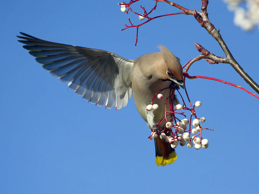 Waxwing