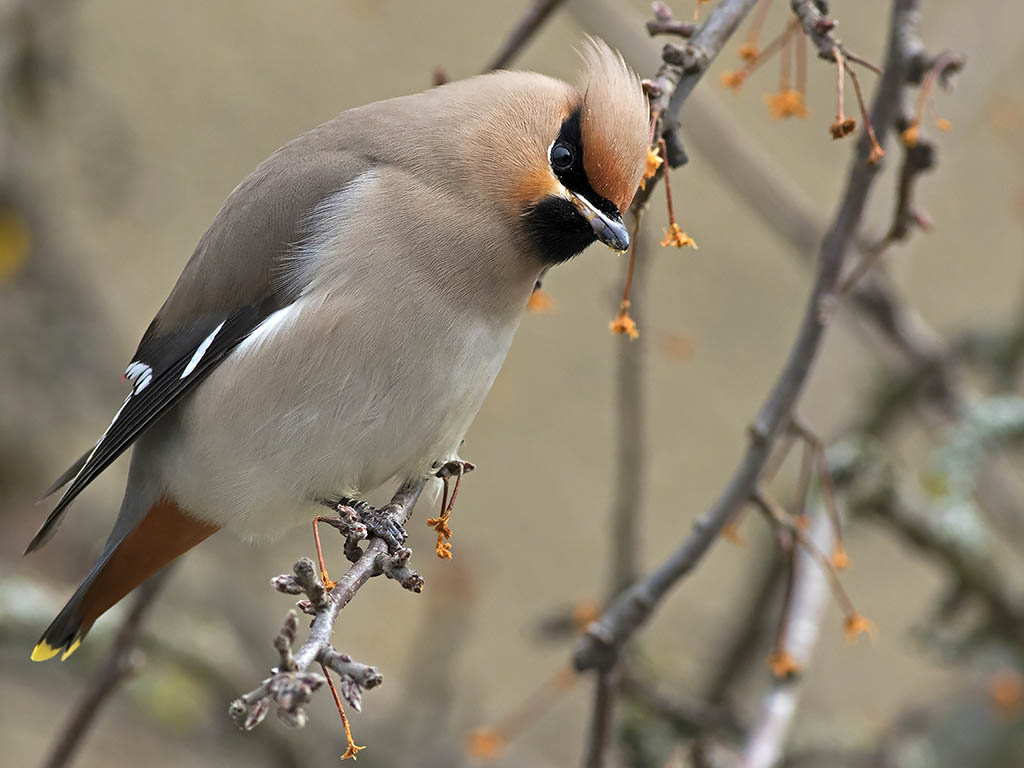 Waxwing