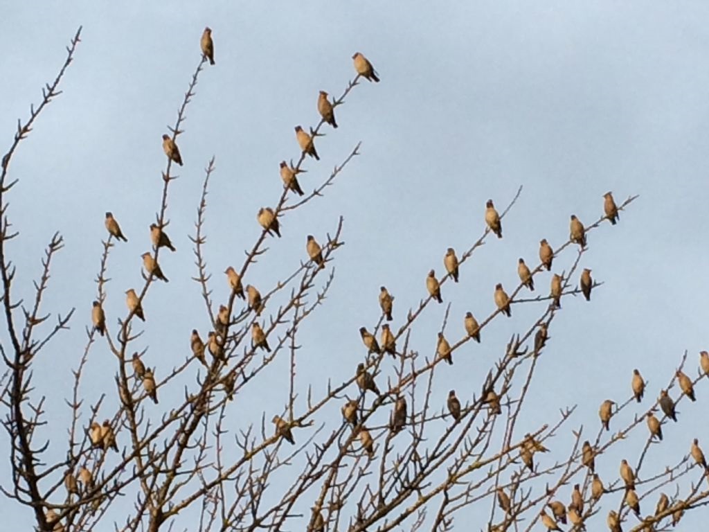 Waxwings