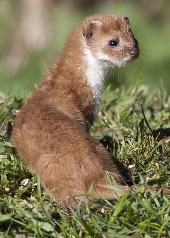 Weasel