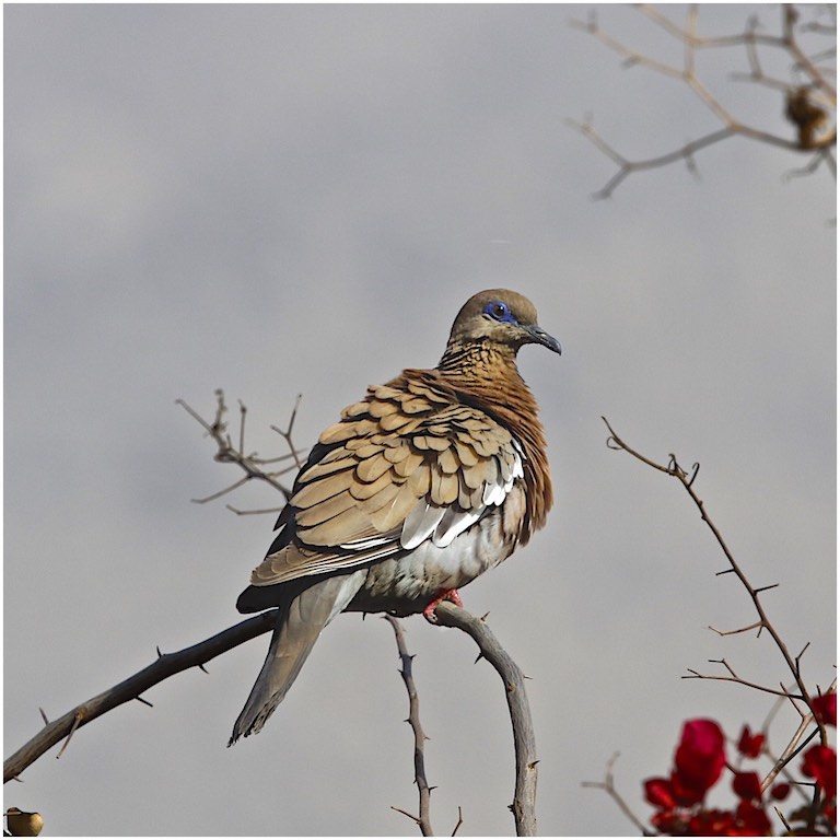 West Peruvian Dove