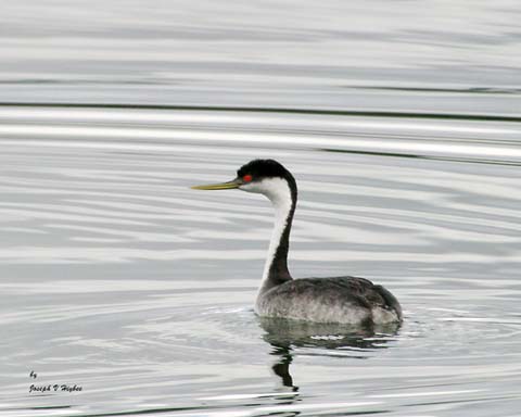 Western Grebe