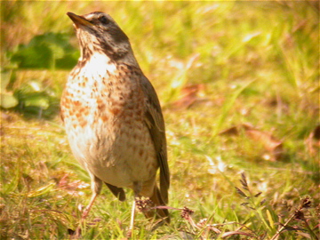 What'st that you said? - Naumann's Thrush