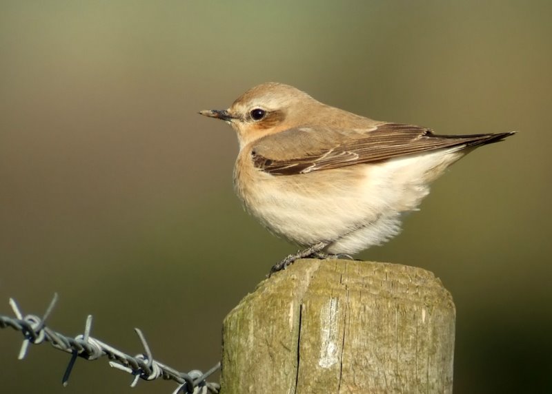 Wheatear - female