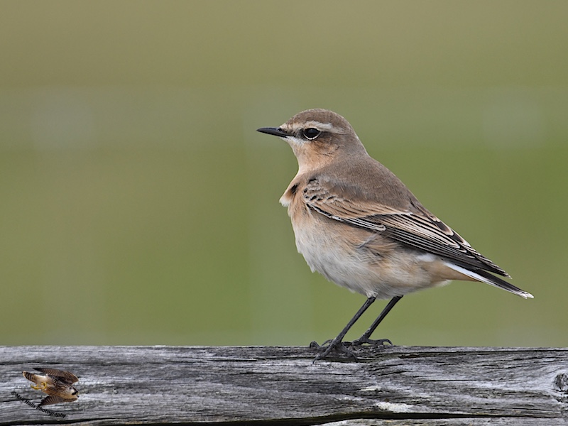 Wheatear