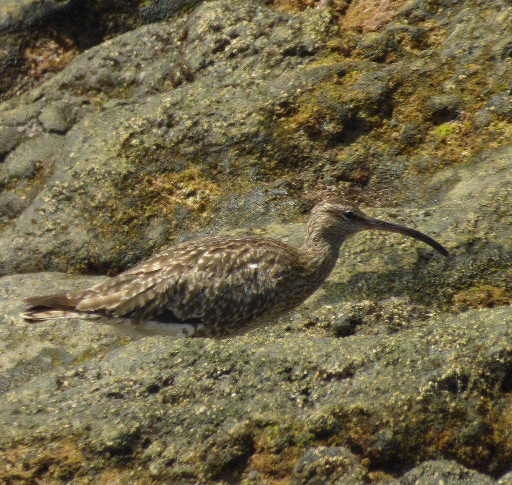 Whimbrel 1