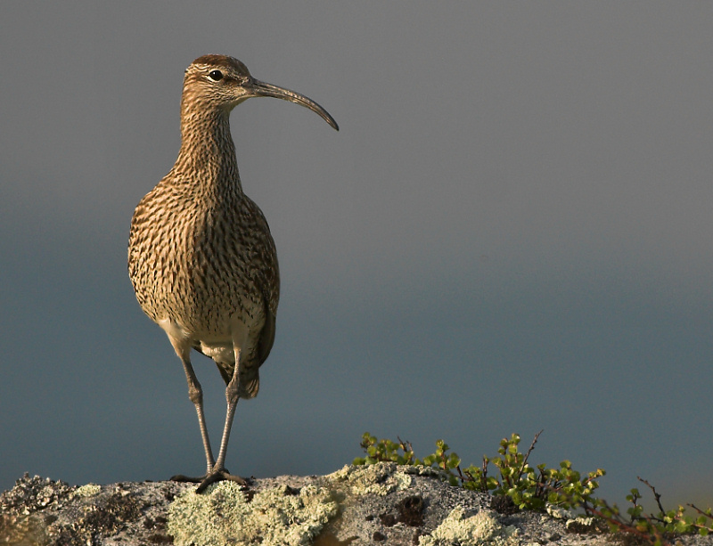 Whimbrel posing