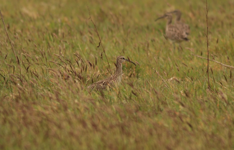 Whimbrel