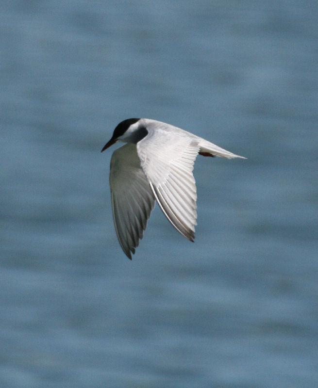 Whiskered Tern