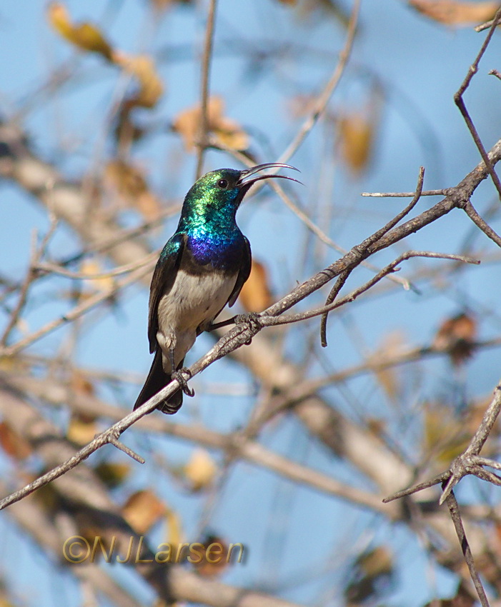 White-bellied Sunbird