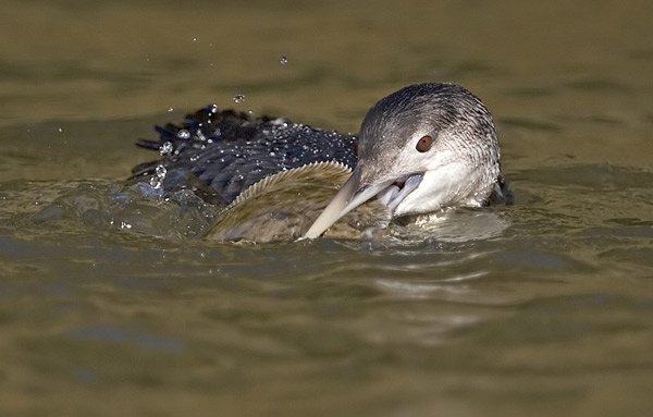 White-billed Diver