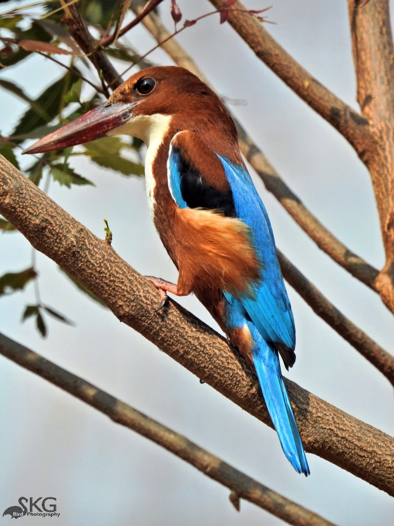 White-breasted Kingfisher