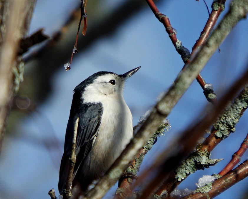 White Breasted Nuthatch