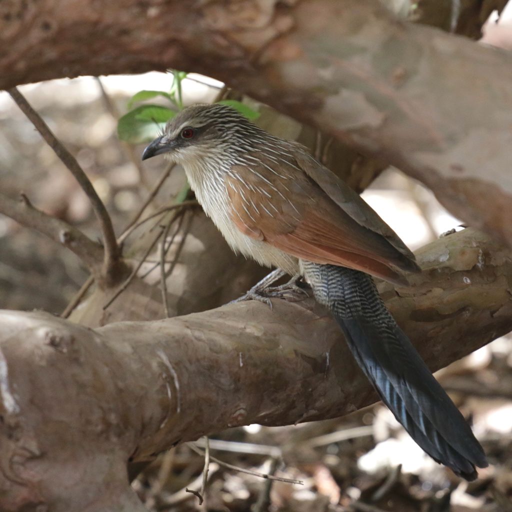 white-browed coucal