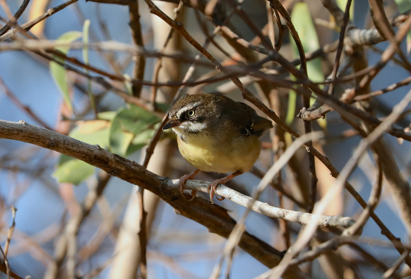 White-browed Scrubwren