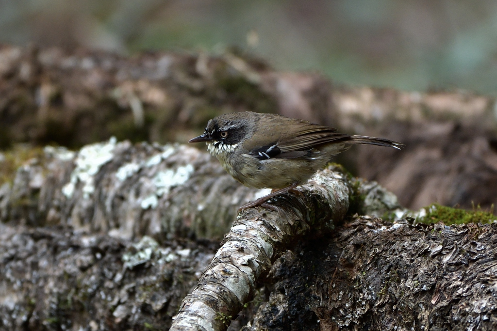 White-browed Scrubwren