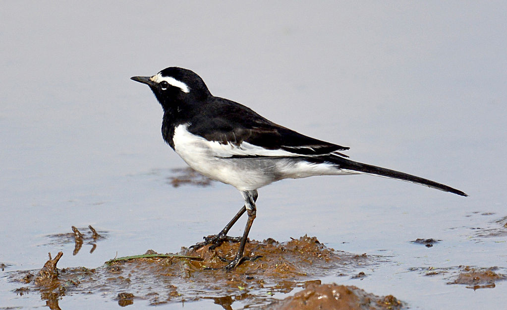 White-browed Wagtail.