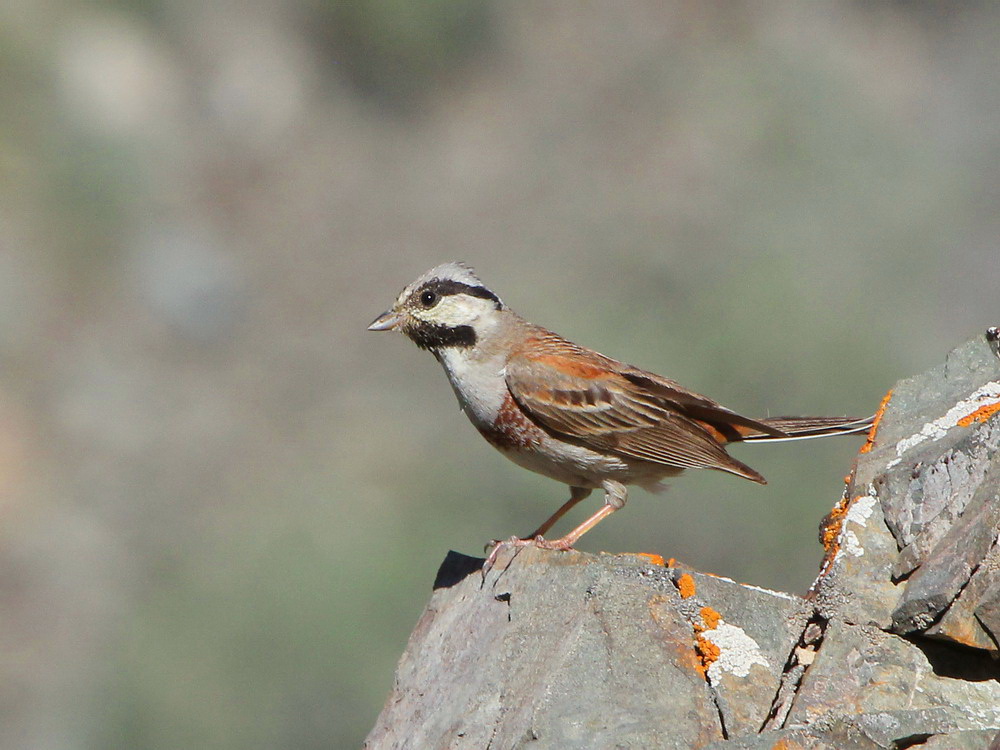 White-capped Bunting