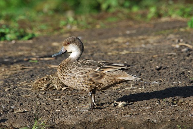 White-cheeked Pintail, Anas bahamensis