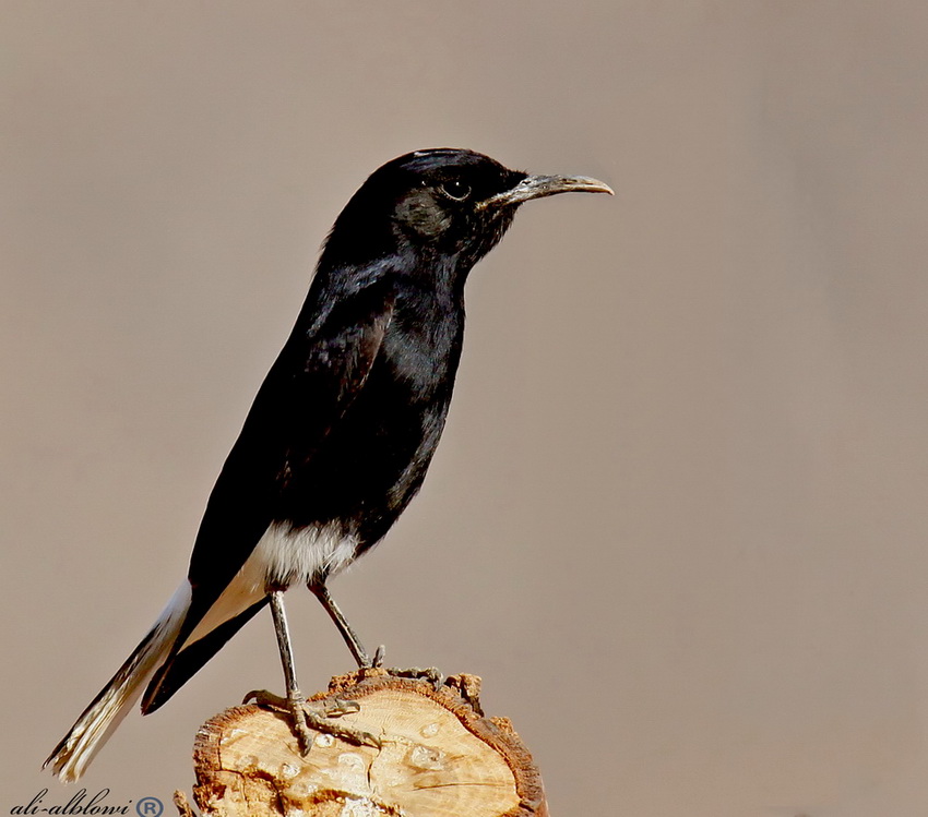 White-crowned Wheatear