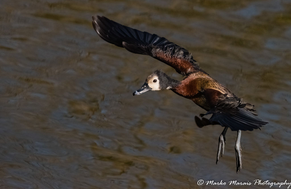 White-faced Duck