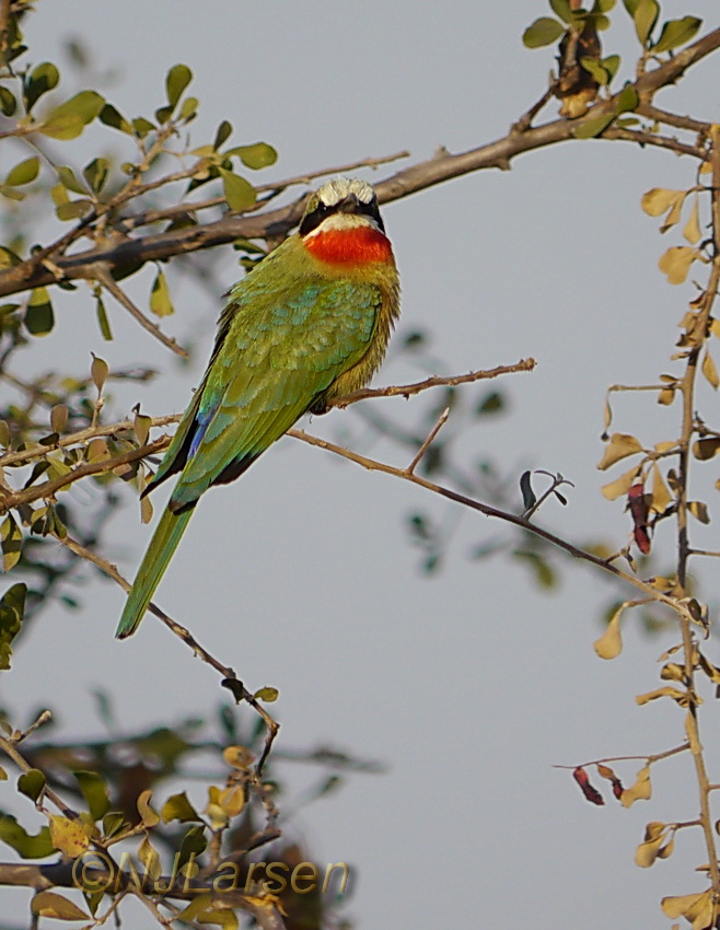 White-fronted Bee-eater