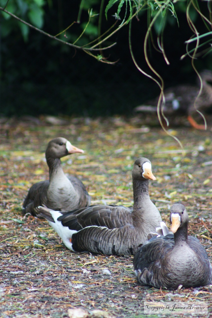 White Fronted Geese